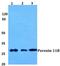 Peroxisomal Biogenesis Factor 11 Beta antibody, PA5-37011, Invitrogen Antibodies, Western Blot image 