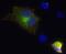 Fibronectin Leucine Rich Transmembrane Protein 3 antibody, 75-328, Antibodies Incorporated, Immunofluorescence image 
