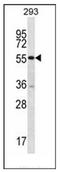 Protein pellino homolog 2 antibody, AP53254PU-N, Origene, Western Blot image 