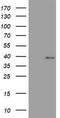Wnt Family Member 3 antibody, CF801865, Origene, Western Blot image 
