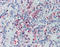 Golgi Glycoprotein 1 antibody, TA316781, Origene, Immunohistochemistry frozen image 