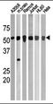Serine/threonine-protein kinase Chk1 antibody, AP12591PU-N, Origene, Western Blot image 