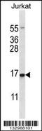 DNA Damage Inducible Transcript 3 antibody, 56-827, ProSci, Western Blot image 