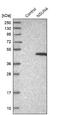 NOP2/Sun RNA Methyltransferase 4 antibody, NBP1-82733, Novus Biologicals, Western Blot image 