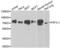 Factor Interacting With PAPOLA And CPSF1 antibody, PA5-77151, Invitrogen Antibodies, Western Blot image 