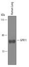 Adhesion G Protein-Coupled Receptor F2 antibody, AF6494, R&D Systems, Western Blot image 