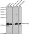 Histone H3.1t antibody, A2348, ABclonal Technology, Western Blot image 