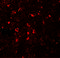 Zinc transporter ZIP5 antibody, 6089, ProSci Inc, Immunofluorescence image 