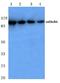 Metabotropic glutamate receptor 6 antibody, A06163-2, Boster Biological Technology, Western Blot image 