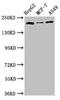 Obscurin Like 1 antibody, CSB-PA016254LA01HU, Cusabio, Western Blot image 