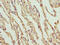 Nanos homolog 3 antibody, LS-C211475, Lifespan Biosciences, Immunohistochemistry paraffin image 