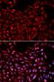 Nuclear Receptor Subfamily 1 Group I Member 3 antibody, orb167129, Biorbyt, Immunofluorescence image 