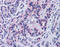 Sirtuin 4 antibody, ARP32451_P050, Aviva Systems Biology, Immunohistochemistry paraffin image 