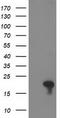 FLYWCH Family Member 2 antibody, CF502774, Origene, Western Blot image 