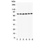 LIM Domain Containing Preferred Translocation Partner In Lipoma antibody, R31150, NSJ Bioreagents, Western Blot image 