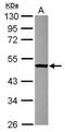 Secretion Regulating Guanine Nucleotide Exchange Factor antibody, PA5-31037, Invitrogen Antibodies, Western Blot image 