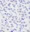 Protein BANP antibody, IHC-00140, Bethyl Labs, Immunohistochemistry frozen image 