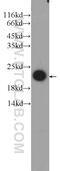 Fetal And Adult Testis Expressed 1 antibody, 23809-1-AP, Proteintech Group, Western Blot image 
