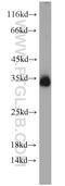 Syntaxin-6 antibody, 10841-1-AP, Proteintech Group, Western Blot image 