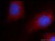 Alcohol dehydrogenase class-3 antibody, 66193-1-Ig, Proteintech Group, Immunofluorescence image 