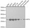 Ribosomal Protein S3 antibody, A2533, ABclonal Technology, Western Blot image 