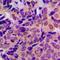 Amyloid Beta Precursor Protein antibody, orb216018, Biorbyt, Immunohistochemistry paraffin image 