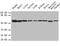 Enolase 1 antibody, A52700-100, Epigentek, Western Blot image 