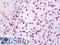 Mcpip antibody, LS-B11221, Lifespan Biosciences, Immunohistochemistry paraffin image 
