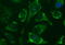 Nipsnap Homolog 2 antibody, M32476-1, Boster Biological Technology, Immunofluorescence image 