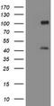 Melanoma-associated antigen 9 antibody, TA800855BM, Origene, Western Blot image 