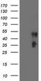 Schwannomin-interacting protein 1 antibody, CF504431, Origene, Western Blot image 