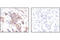 Erk1 antibody, 4695S, Cell Signaling Technology, Immunohistochemistry paraffin image 