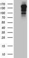 Ubiquitin Specific Peptidase 40 antibody, CF809837, Origene, Western Blot image 