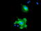 NUCB1 antibody, TA504035, Origene, Immunofluorescence image 