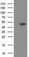 Syntrophin Alpha 1 antibody, TA502046, Origene, Western Blot image 