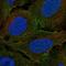 Plexin-A4 antibody, HPA075592, Atlas Antibodies, Immunocytochemistry image 