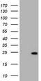 KRAS Proto-Oncogene, GTPase antibody, TA801168S, Origene, Western Blot image 