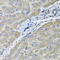 UDP Glucuronosyltransferase Family 2 Member B10 antibody, LS-C349245, Lifespan Biosciences, Immunohistochemistry paraffin image 