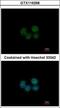 Spermatogenesis And Oogenesis Specific Basic Helix-Loop-Helix 2 antibody, GTX116268, GeneTex, Immunofluorescence image 