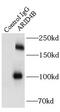 AT-rich interactive domain-containing protein 4B antibody, FNab00567, FineTest, Immunoprecipitation image 