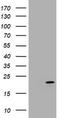 Cyclin Dependent Kinase Inhibitor 2C antibody, TA801228S, Origene, Western Blot image 