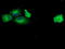 Uncharacterized protein C1orf161 homolog antibody, LS-C172728, Lifespan Biosciences, Immunofluorescence image 