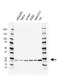 RAP1B, Member Of RAS Oncogene Family antibody, VMA00546, Bio-Rad (formerly AbD Serotec) , Western Blot image 