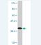 Phosphodiesterase 1B antibody, H00005153-M05, Novus Biologicals, Western Blot image 