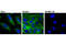 Keratin 19 antibody, 12434S, Cell Signaling Technology, Immunofluorescence image 