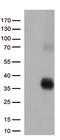 HLA class II histocompatibility antigen, DQ alpha 2 chain antibody, CF812935, Origene, Western Blot image 