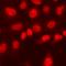 Arginine And Serine Rich Coiled-Coil 1 antibody, orb412565, Biorbyt, Immunocytochemistry image 