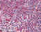 HSP90 antibody, ADI-SPA-835-D, Enzo Life Sciences, Immunohistochemistry paraffin image 