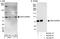 Collagen type IV alpha-3-binding protein antibody, A300-668A, Bethyl Labs, Immunoprecipitation image 