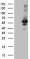 RAB3A Interacting Protein antibody, TA808962S, Origene, Western Blot image 